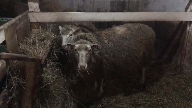 20.03.23 гуси утки и бараны )
