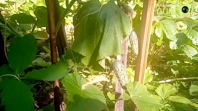 Цивилизация огурцов (Видеоблог Евгения Степанова)