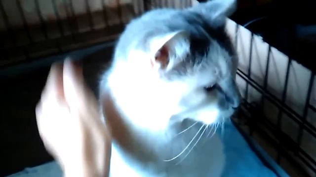 Крупный кот Тихон ищет свой дом
