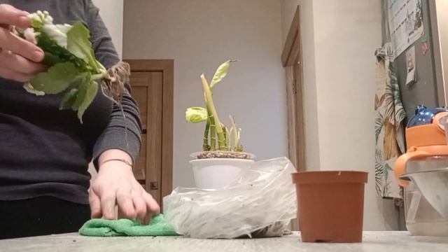 100 дней пересадки: каланхоэ