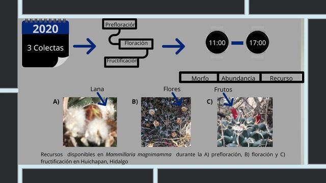 IMPORTANCIA DE Mammillaria magnimamma COMO FUENTE DE RECURSO PARA LA COMUNIDAD DE HORMIGAS ASOCIADA