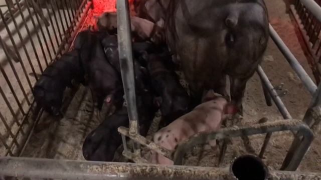 Напарив свиноматок, одну Подпіщіку другу Перекупам,дрищів оставляю на откорм