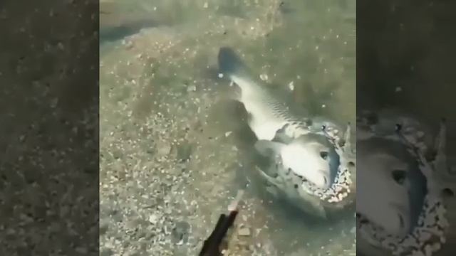 Борцовские жабы...😄