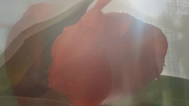 ✨С праздником !✨
Благополучия во всем !
🌷🌷🌷🌷🌷🌷🌷🌷