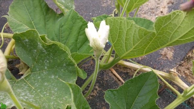 How to Hand Pollinate your veggie plants | More PRODUCTION|