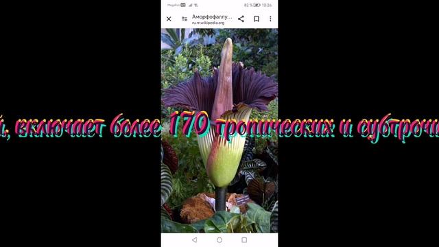 самые необычные растения
