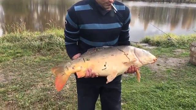 Привет ,вот трофейный карп.
