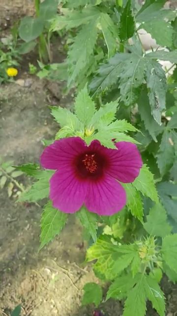 My Small Garden (3)