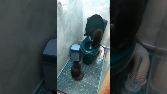 Кот на унитазе