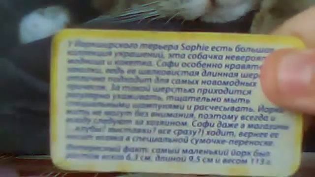 моя коллекция Пэт Зоу