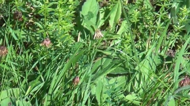 Test from Sony vidcam with music in highlight. Flower ,insects, wasps, big butterfly by our crofter