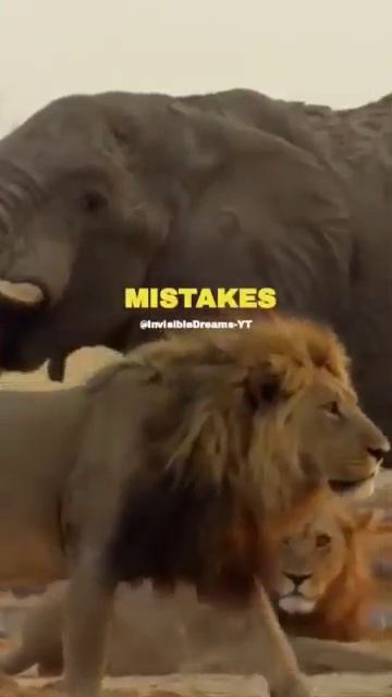 Lion King  Learn From Your Mistakes