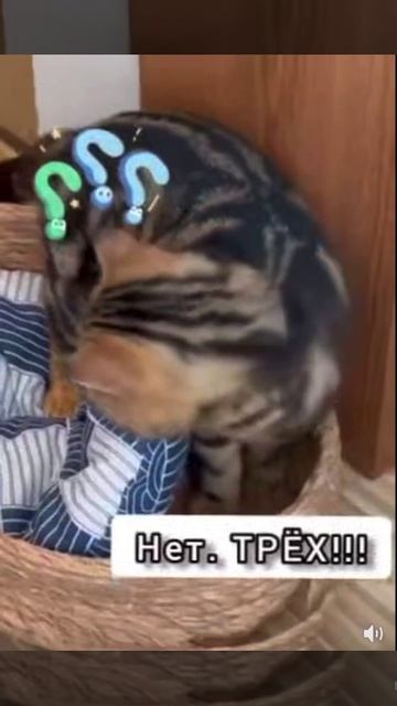 Кот в панике