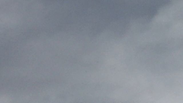 #Pigeon. Утренний гон голубей.
