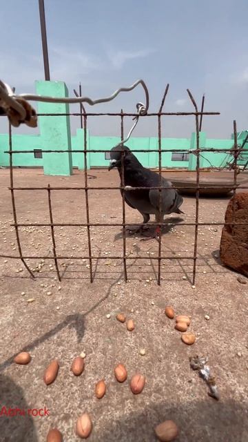 #pigeon #trap 😱😱