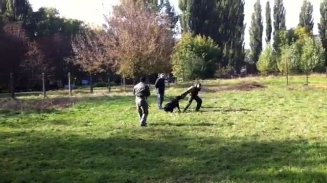 Дрессировка собак борщаговка