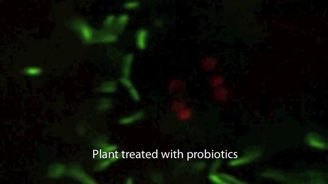 Beneficial soil bacteria can boost plant immunity