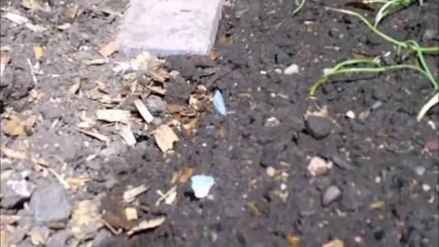 UK Blue Butterfly