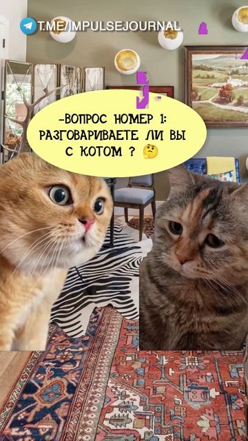 Странный тест #мыкотики #вмем #разговор #анекдот #шутки #животные #юмор #кошки #смешное #мемы