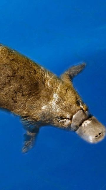 The Elusive Marvel: Unlocking the Secrets of the Australian Platypus.