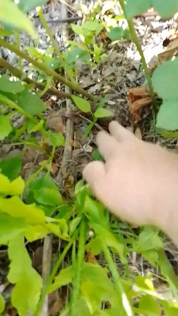 эту картошку не надо окучивать, поливать и жука собирать(2)