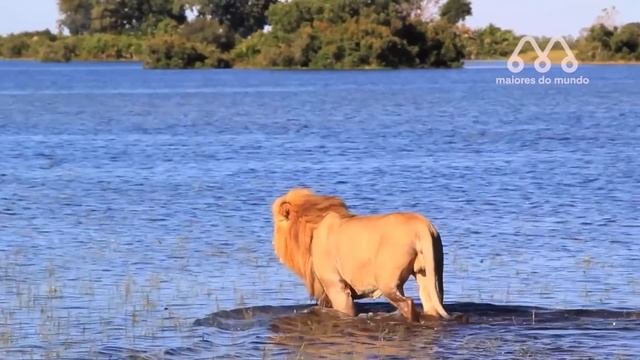 QUANDO O GUEPARDO ENTRA NO RIO DO CROCODILO
