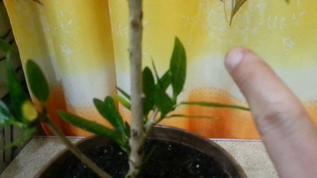 Как укоренить макушку Драцены, Кротон