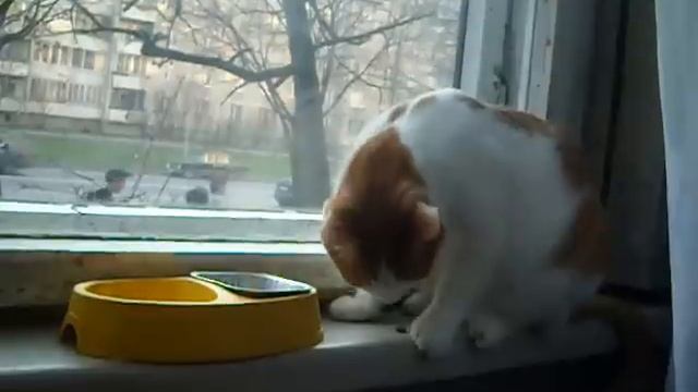 Кот Денис,ест руками.