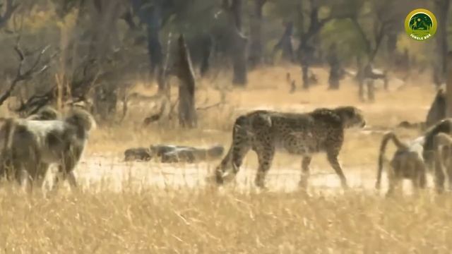 बबून का हमला इतना खतरनाक क्यों होता है | Most Dangerous Baboon Attacks