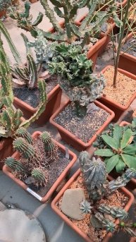 Цветы МОЛОЧАЙНЫЕ🥰