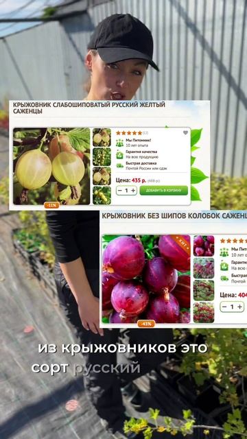 Растения с лучшим иммунитетом к мучнистой росе 🌱
