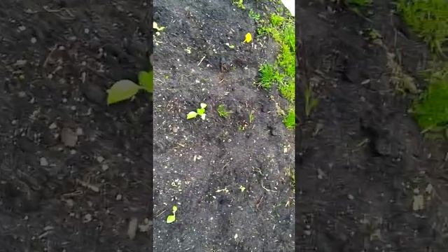 Подморозило табак