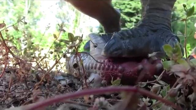 T Rex vs Carnotaurus 3