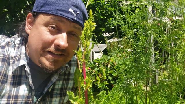 What Is Bolting? - Garden Quickie Episode 84