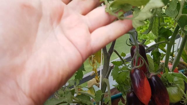 Сливка гурман. Красота не требует слов 🙂 07.08.24