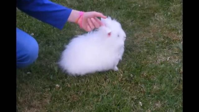 Neige ♥ - lapin nain