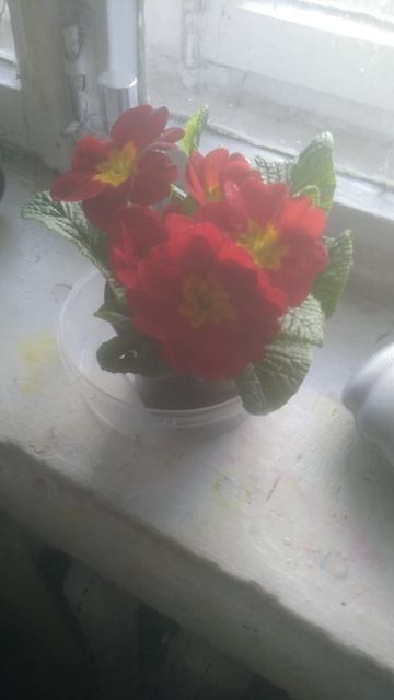 ухаживаю за своим цветком примулой!