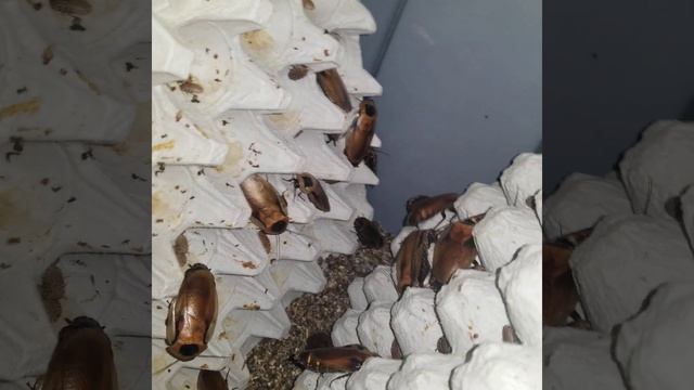 6 Month Old Discoid Roach Colony