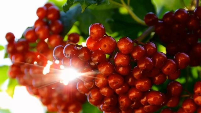 Народная песня "Ой цветёт калина".
