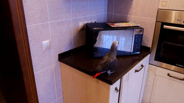 Как проверить, доверяет ли вам ваш попугай ПОЛНОСТЬЮ?/funny animal videos