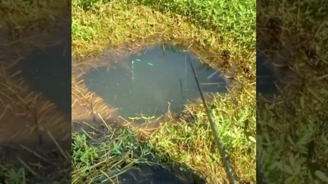 Поймалась рыбка. 😃
🔹поплавок интересный