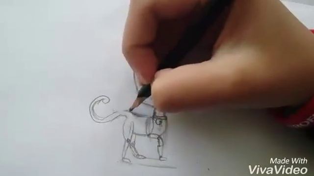 Ирис Анастасии Шпагиной/Iris the cat.