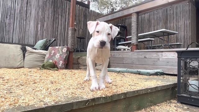Pure Dogo Argentino Female Puppy for Sale Pink from Machete & Snow’s Dec 2022 Litter