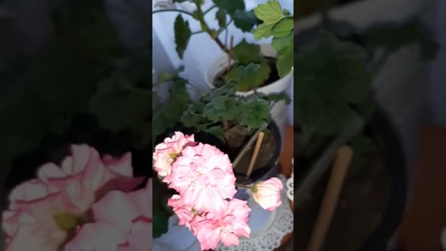 ПОЛОЧКА КОТОРАЯ РАДУЕТ МОИ ГЛАЗКИ,ЭТО МОЙ ТРУД