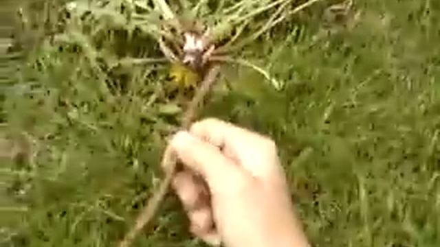Wild Edible Plant: Dandelion