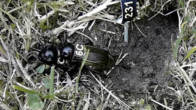 Mating in the field cricket Gryllus campestris