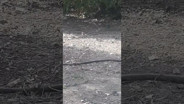 HOOPOE -- IBIBIK KUŞU-- ŞANAPİPİK QUŞU