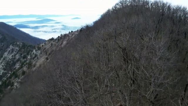 Папай