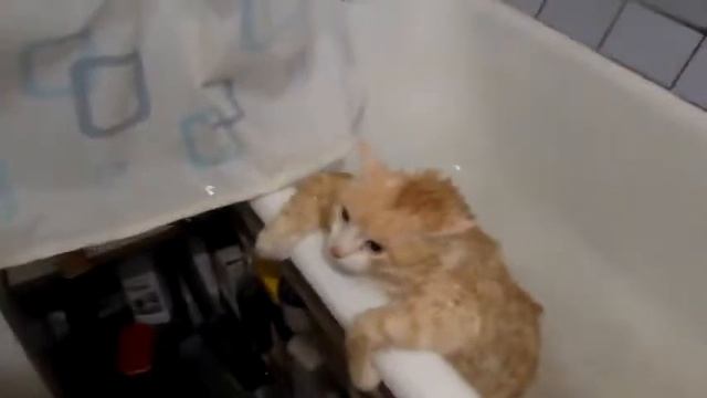 А как вы купаете своего кота