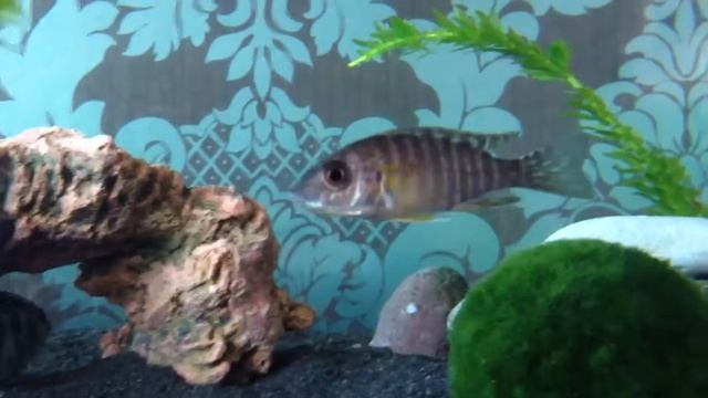 Male aulonocara baenschi benga peacock